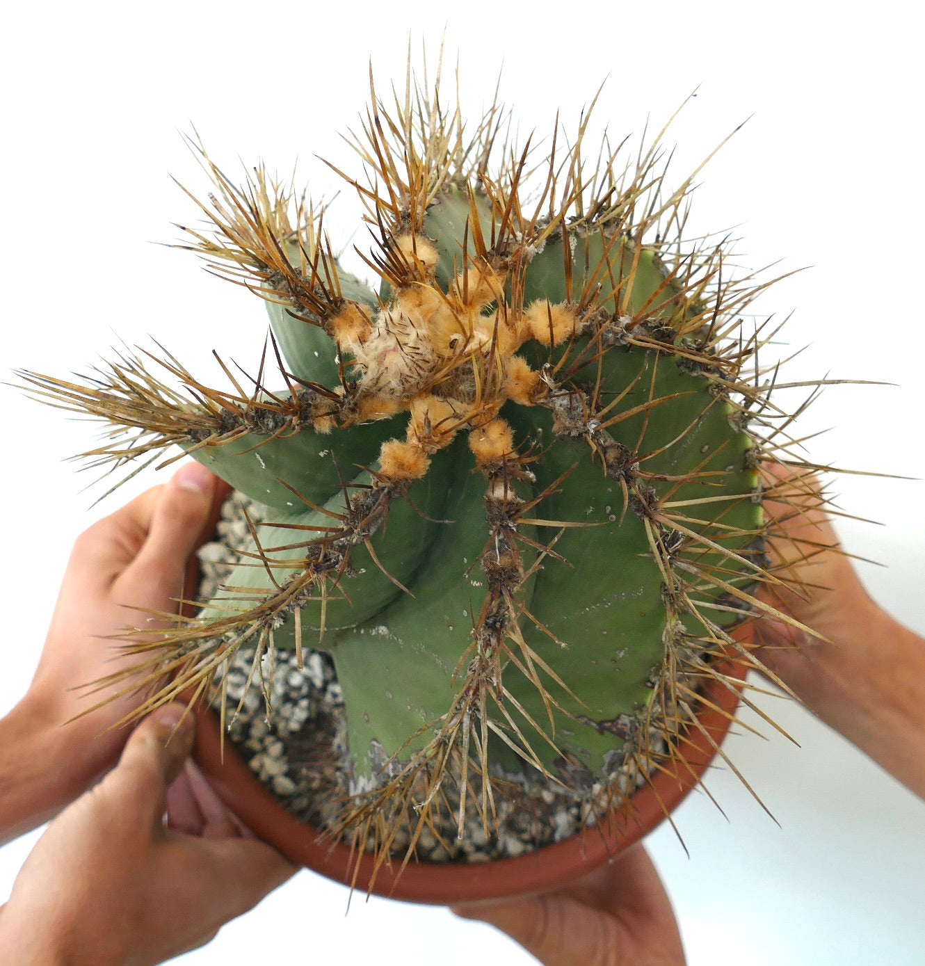 Astrophytum ornatum var. nudum SPIRALIS rare succulent cactus with long spines and green ribbed body