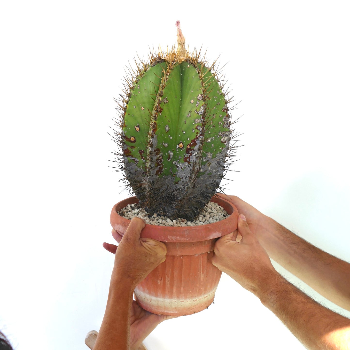 Astrophytum ornatum var. nudum sjelden kaktus med gyldne pigger og teksturert grønn kropp