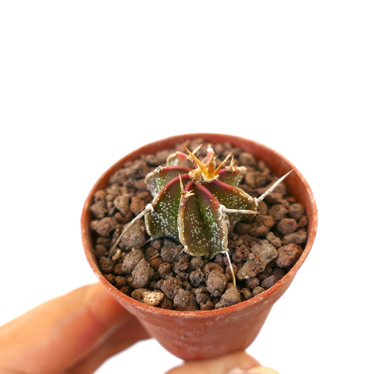 Astrophytum ornatum x capricorne piccolo cactus con spine e corpo verde-rosso testurizzato in vaso