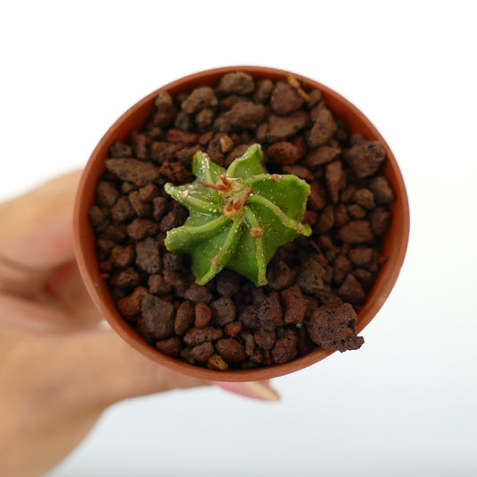 Astrophytum ornatum x capricorne small succulent cactus with star-shaped ribs and tiny spines