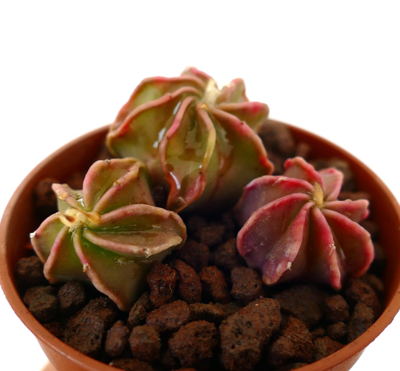 Astrophytum thayo piccolo cactus succulento con corpi costolati a forma di stella in colori variabili