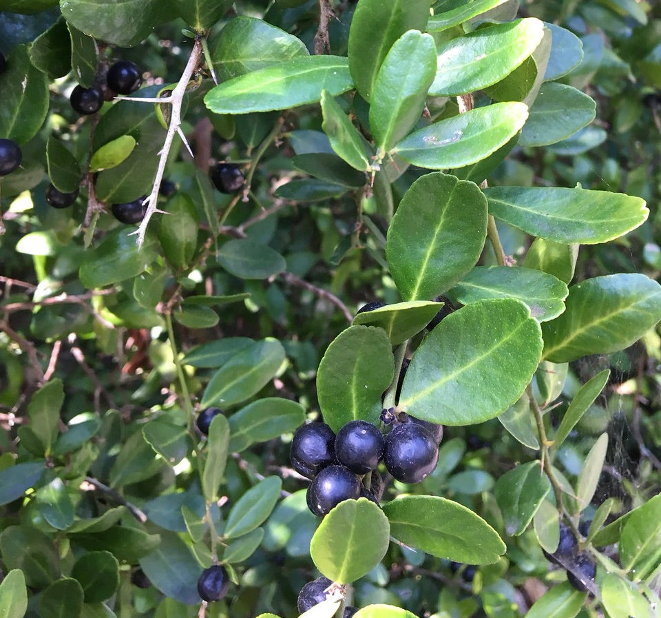 Arbusto Atalantia buxifolia con hojas verdes brillantes y racimos de pequeñas bayas negras