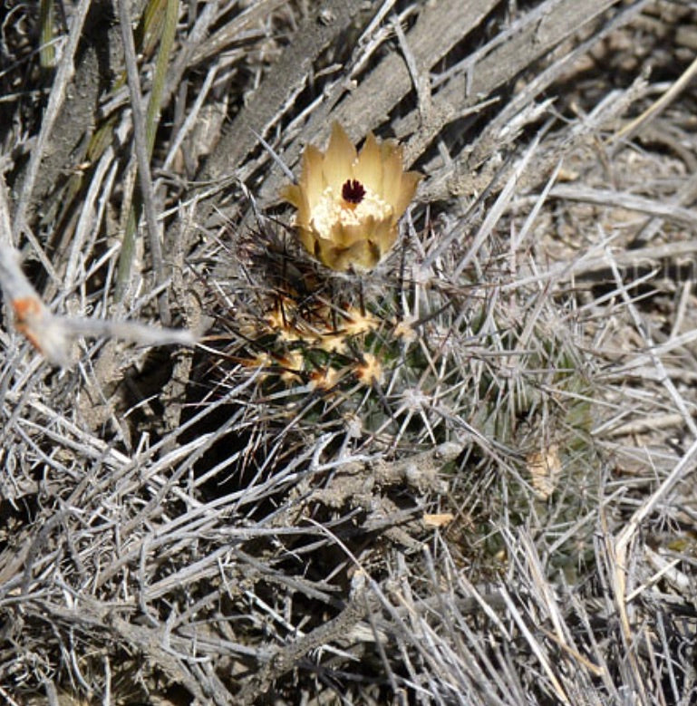 Austrocactus bertinii piccolo cactus spinoso con fiore giallo pallido in habitat arido