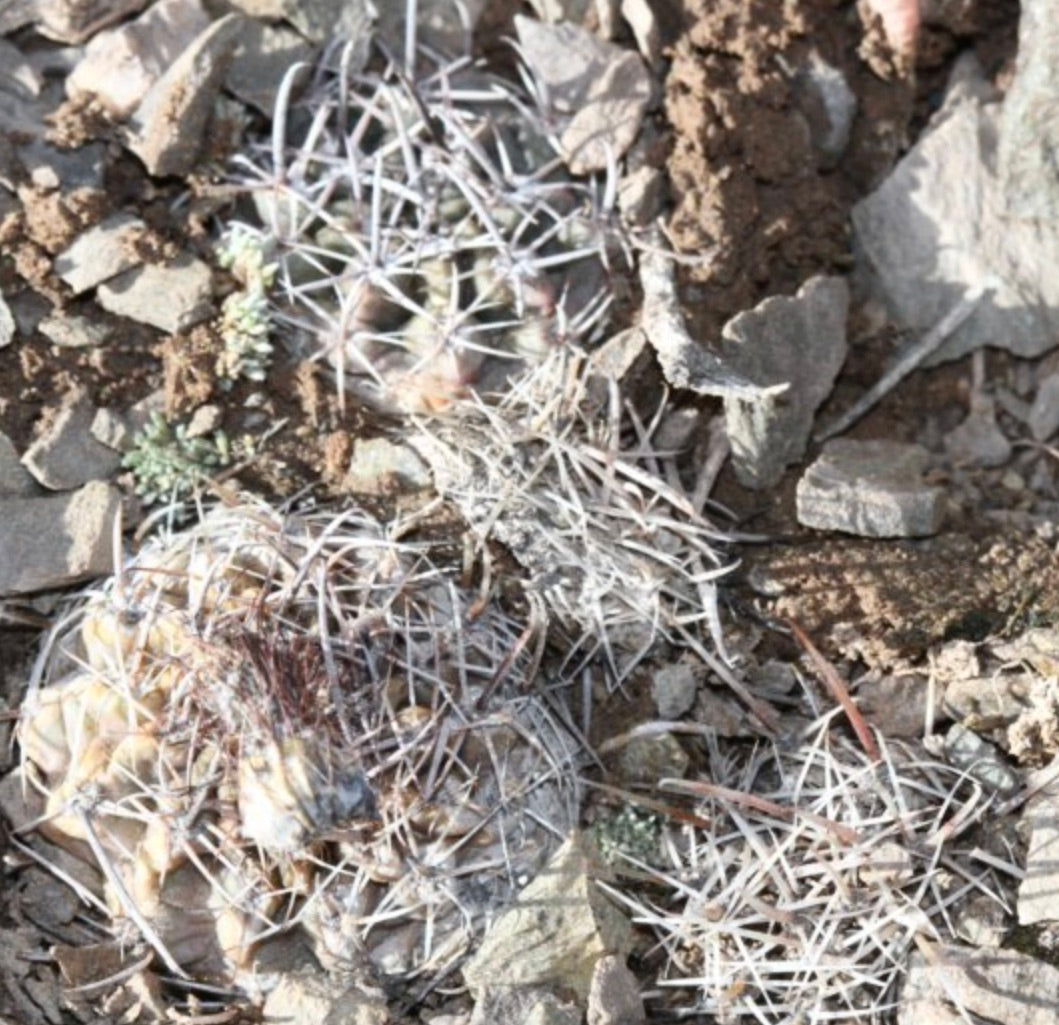 Austrocactus ferrarii small round succulent cactus with dense white spines on rocky soil