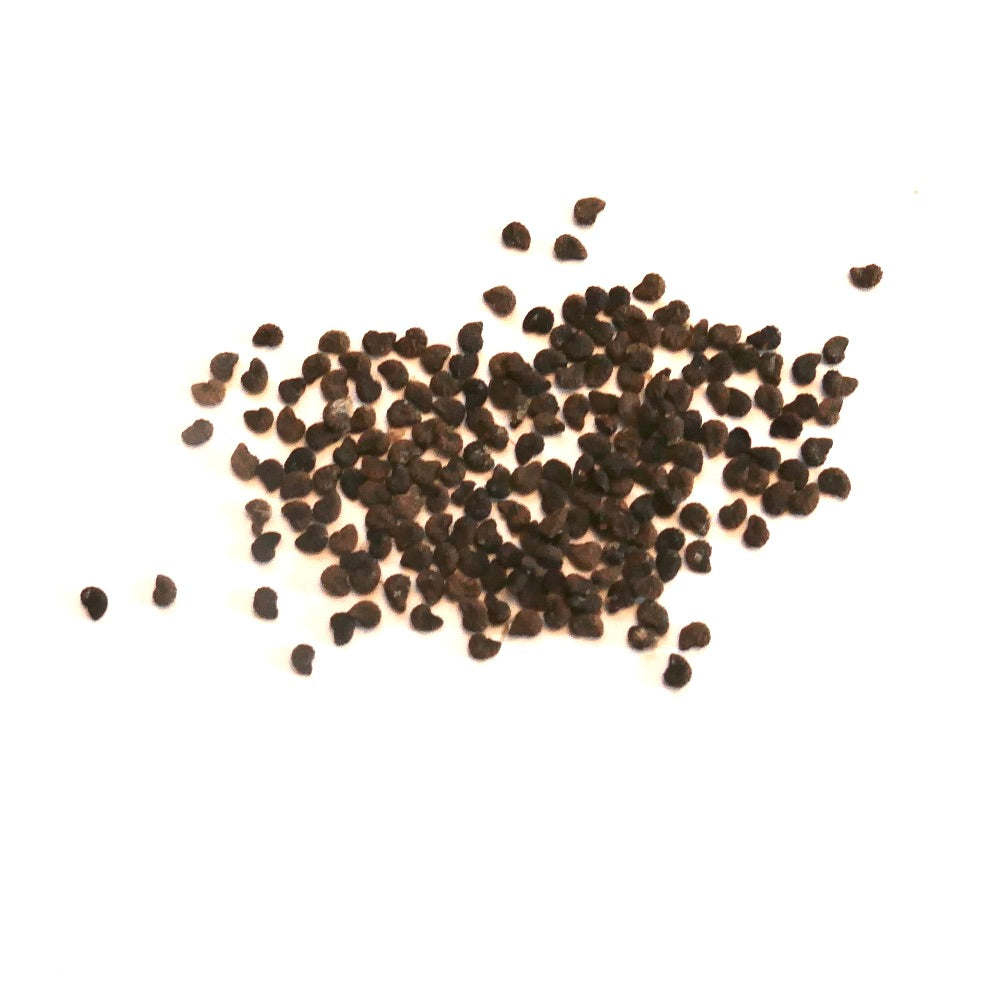 Austrocactus patagonicus kleine donkere zaden voor zeldzame vetplant kweek