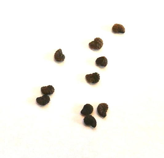 Graines d'Austrocactus patagonicus petites graines de cactus texturées foncées collection