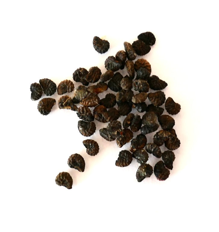 بعض البذور السوداء لنبات أستروكاكتوس باتاغونيكوس على سطح أبيض