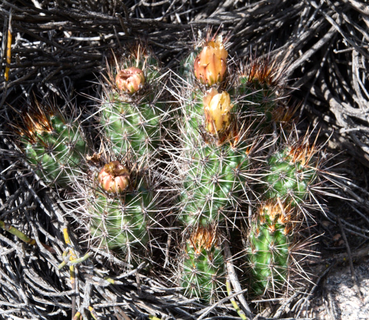 Austrocactus philippii, cactus verde spinoso con boccioli di fiori arancione-gialli in habitat secco