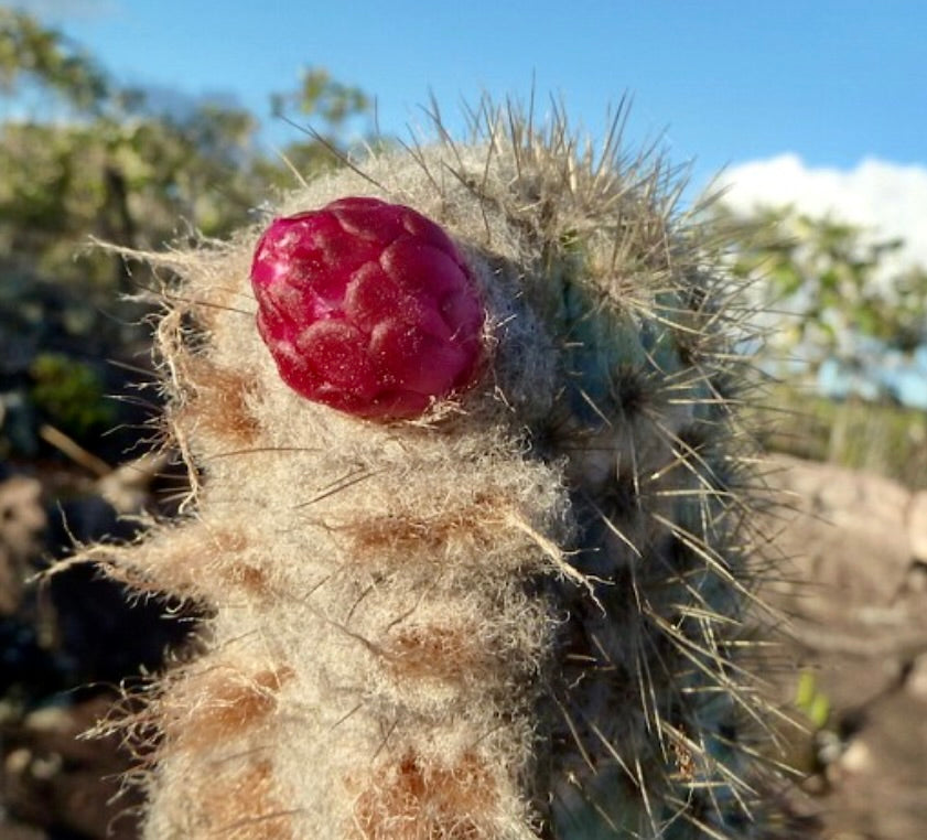 Austrocephalocereus purpureus Kaktus mit dichtem weißem Wollbesatz und leuchtend roten Früchten an der Spitze