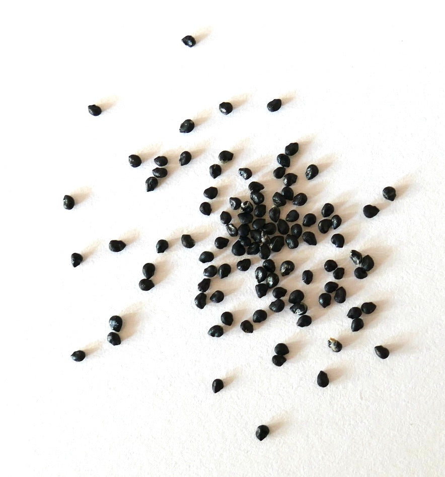 Graines de cactus noir petit Austrocephalocereus purpureus sur fond blanc