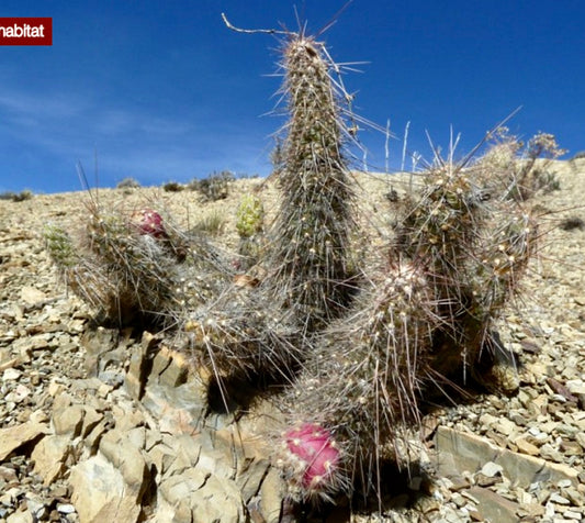 Austrocylindropuntia humahuacana cactus succulento spinoso con frutti rosa in ambiente desertico roccioso