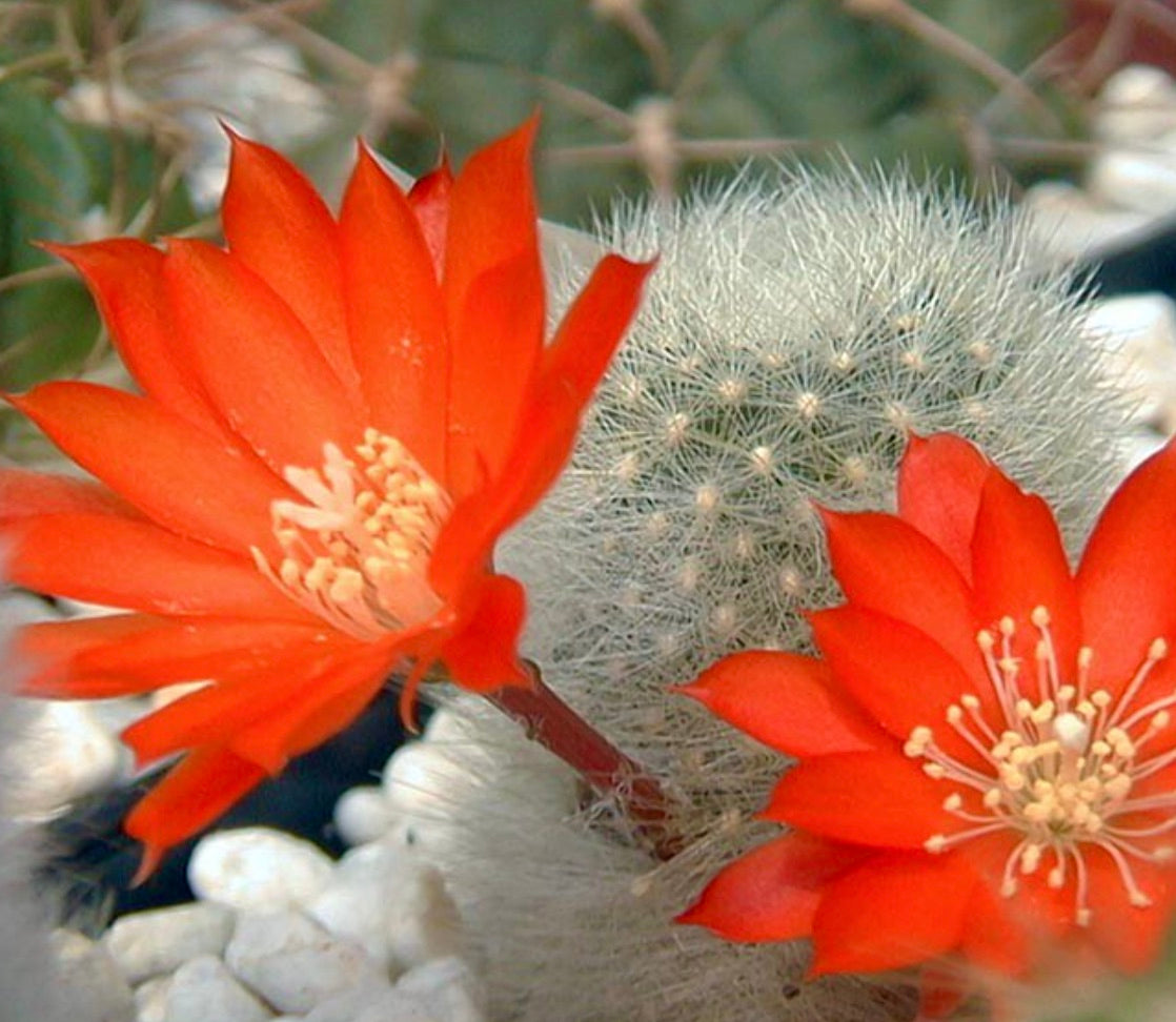 آيلويستيرا ألفيبيلوزا نبات صباري صغير دائري مع أشواك بيضاء كثيفة وأزهار برتقالية زاهية