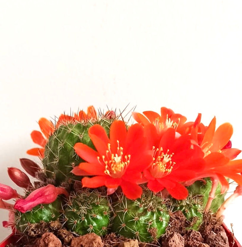 Aylostera cajasensis, cactus succulento con fiori arancioni vivaci e steli verdi spinati