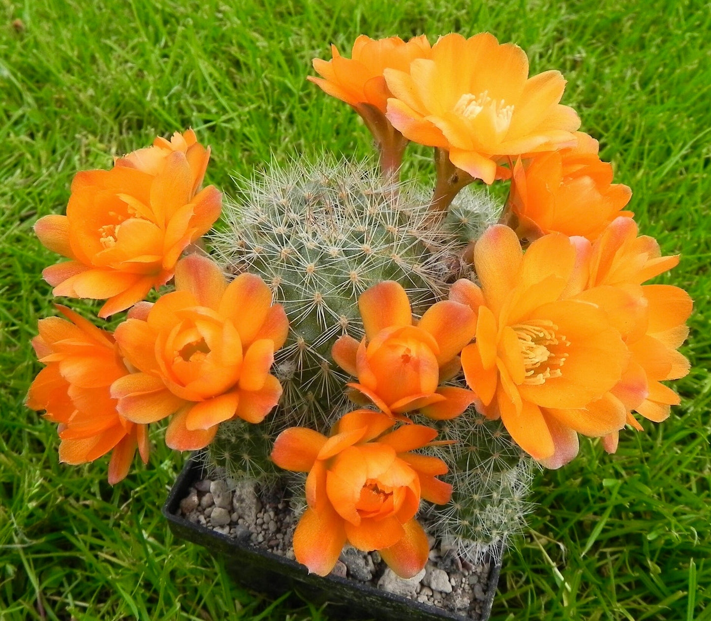 Aylostera deminuta kleine stekelige cactus met levendige oranje bloemen in bloei