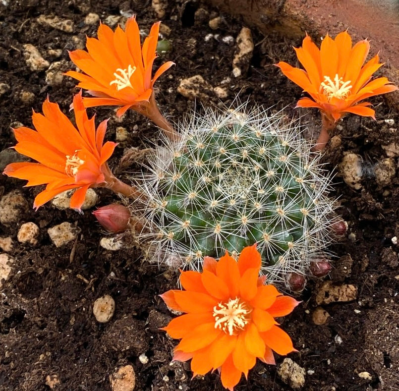 أيلوستيرا فيبريجي سب. بيتانزوس صبار صغير بأزهار برتقالية زاهية وأشواك بيضاء