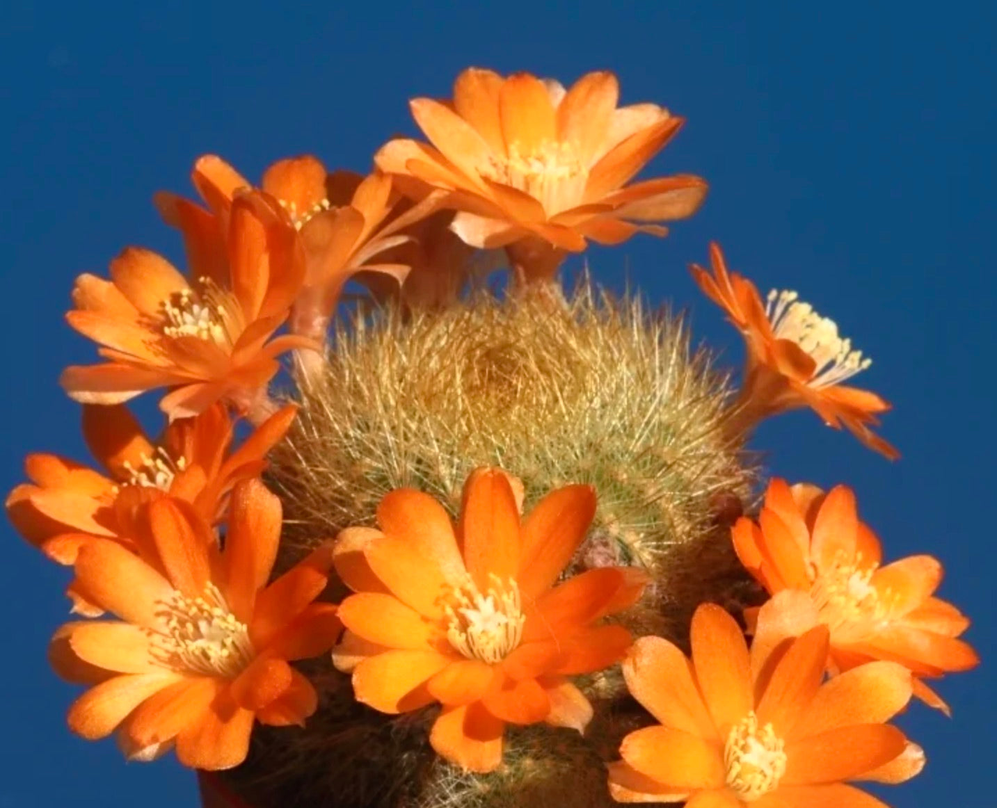 Aylostera fiebrigii sp. escayache blühender Kaktus mit leuchtend orangefarbenen Blüten und feinen Stacheln
