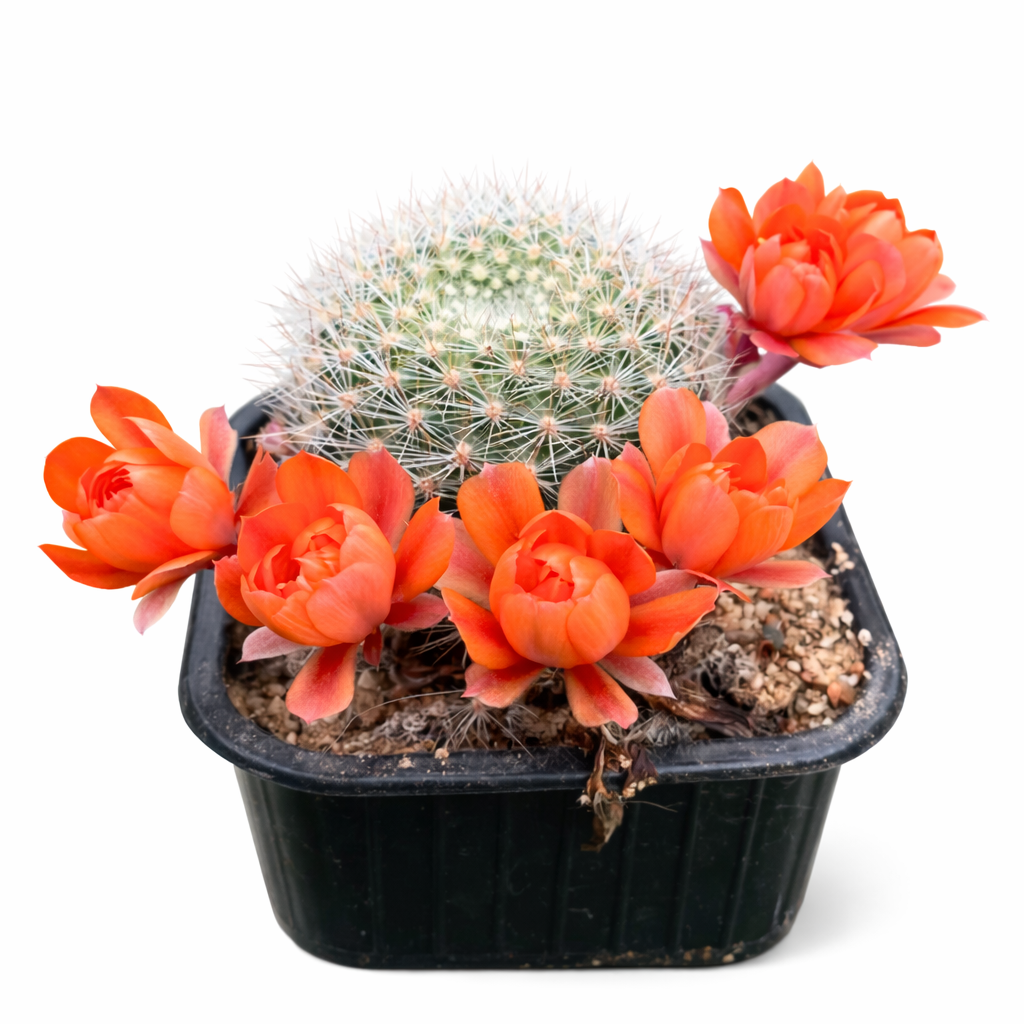 Aylostera kieslingii vetplant met levendige oranje bloemen en witte stekels in pot