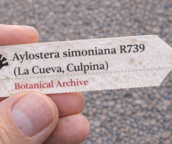 Gedrukt plantenlabel voor Aylostera simoniana vastgehouden door hand met gestructureerde achtergrond