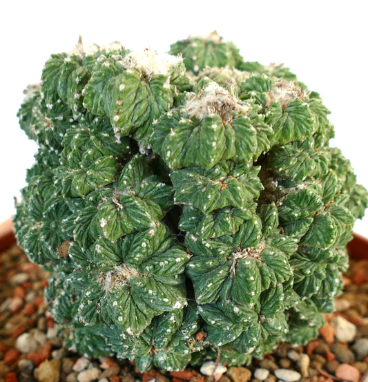 Aztekium ritteri raro cactus succulento con densi grappoli verdi costolati e areole bianche e lanuginose