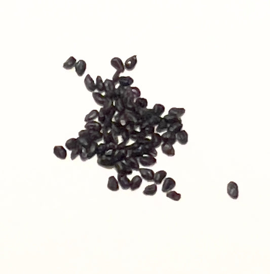 白い背景にある小さな濃色のアズレオセレウス・ヘルトリンギアヌスのサボテンの種