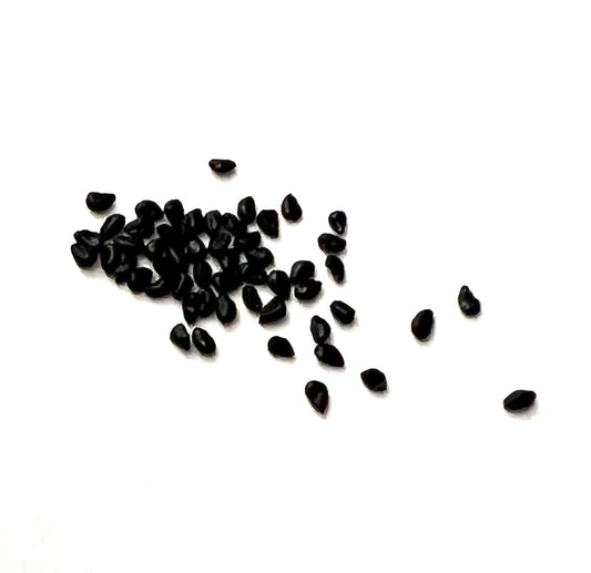 Graines de petit cactus noir Azureocereus viridis éparpillées sur fond blanc
