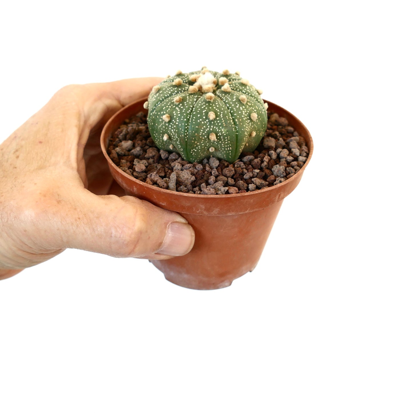 Astrophytum asterias petit cactus vert rond avec des taches blanches et des touffes douces en pot