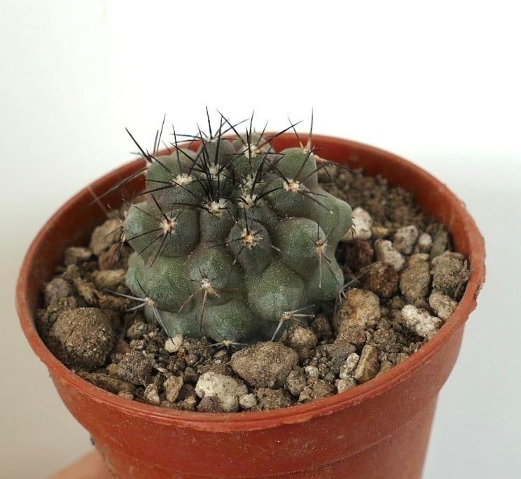 Copiapoa cinerea x humilis small succulent cactus with dark spines and rounded tubercles in pot