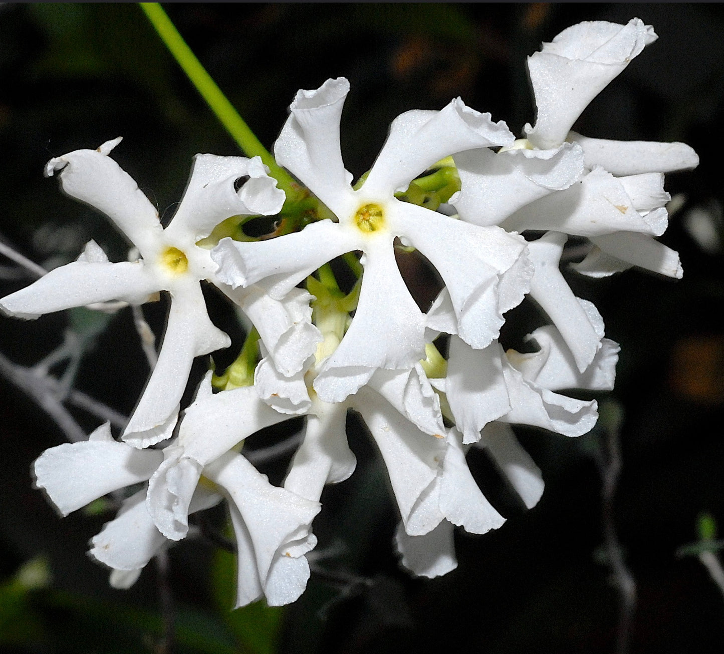 Trachelospermum jasminoides fragrant white star-shaped flowers with delicate petals