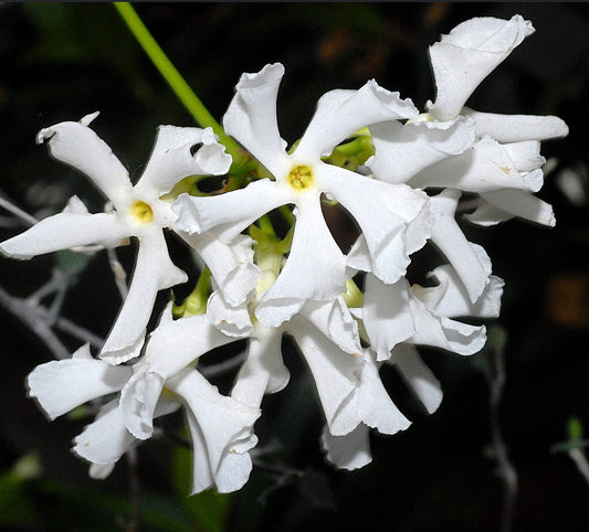 Trachelospermum (sin. Rhyncospermum) jasminoides 80-110cm