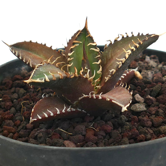 Agave titanota cv RED CATWEAZLE succulent with dark spiny leaves and textured surface in pot