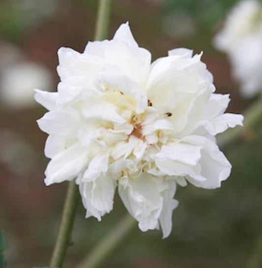 Rosa fortuniana cv "MARYLIN" WHITE 15-20cm