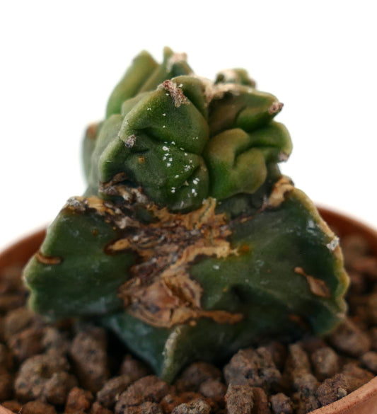 Astrophytum myriostingma rare succulent cactus with wrinkled green stems and textured surface