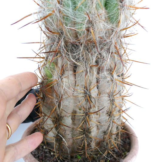 Oreocereus celsianus succulent cactus with dense white hair and long brown spines in pot