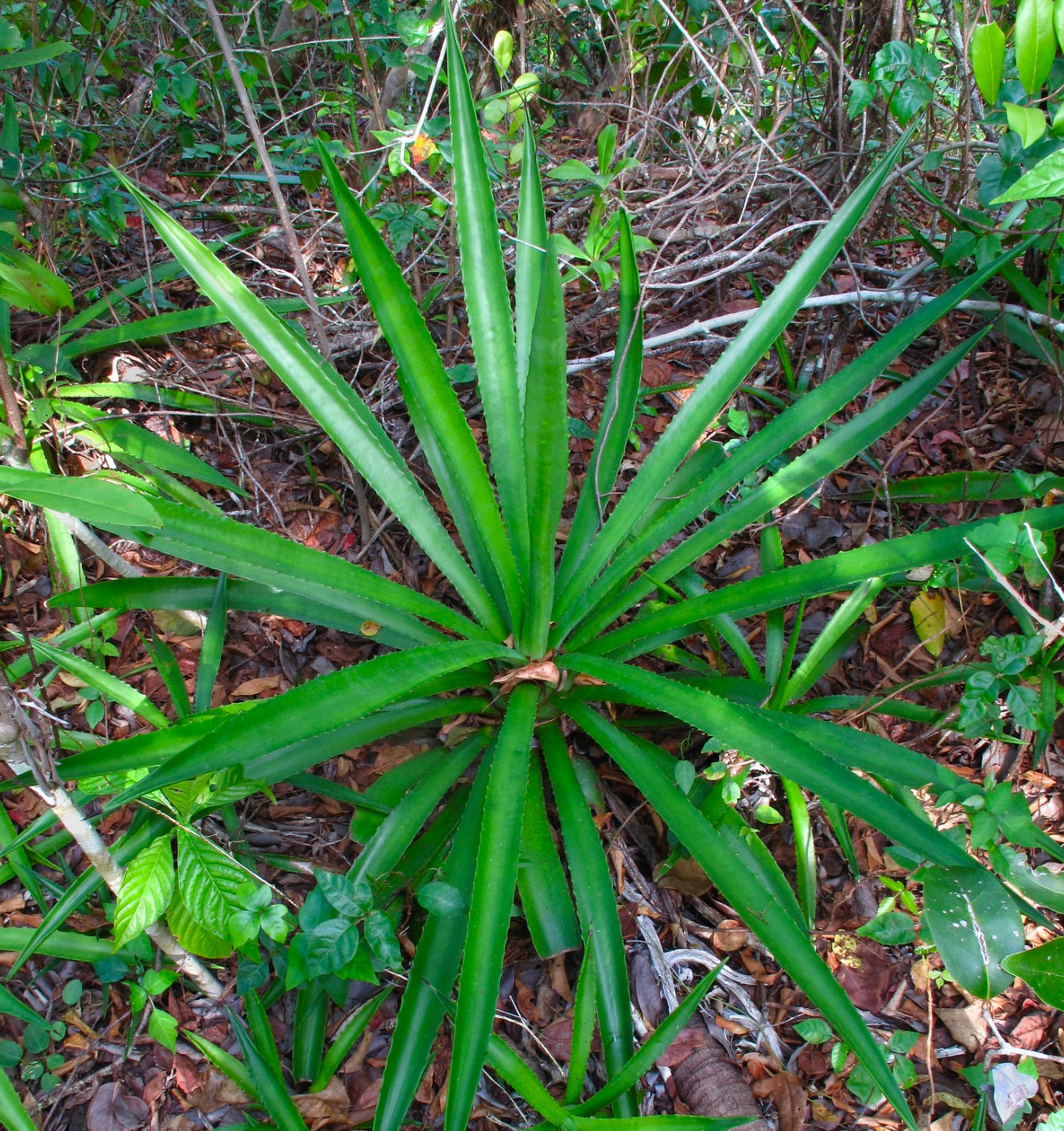 Agave decipiens succulent rosette with long pointed green leaves and small marginal spines