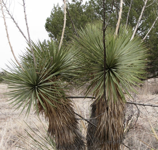 Yucca thompsoniana 30-40cm