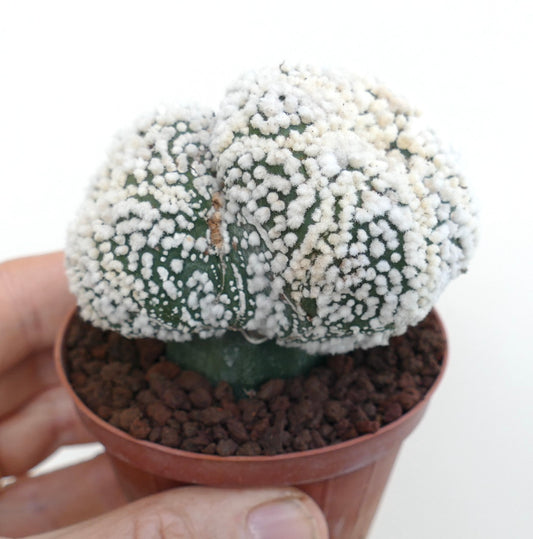 Astrophytum asterias cv HANAZONO rare cactus with white fuzzy areoles and green body in small pot