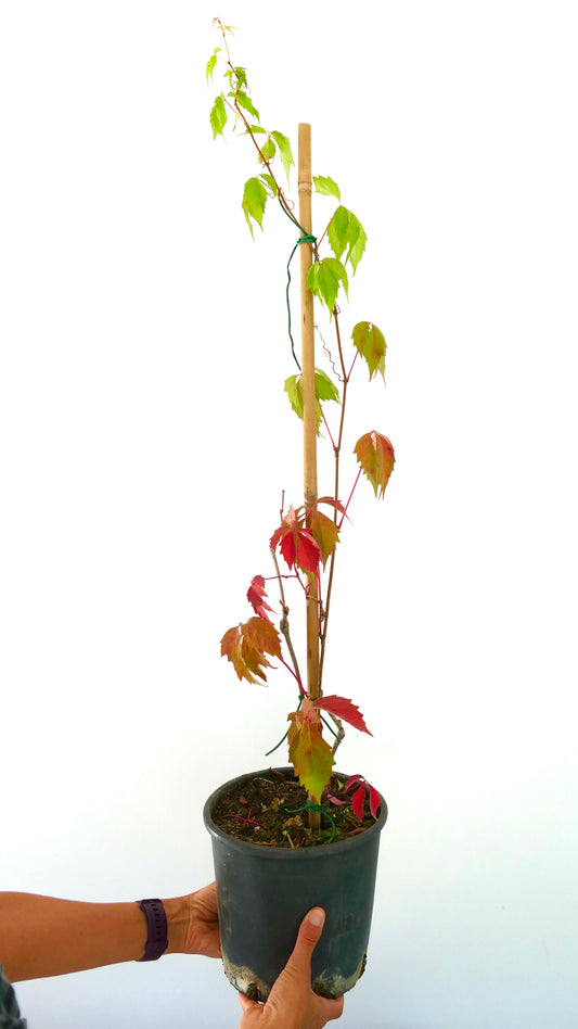 Parthenocissus quinquefolia slender vine with green and red lobed leaves in black pot