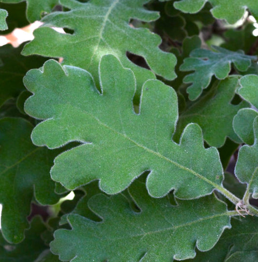 Quercus pyrenaica 20-30cm