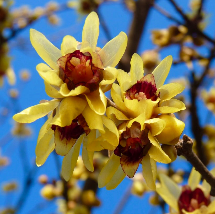 Calycanthus praecox fragrant yellow flowers with maroon centers blooming on branches