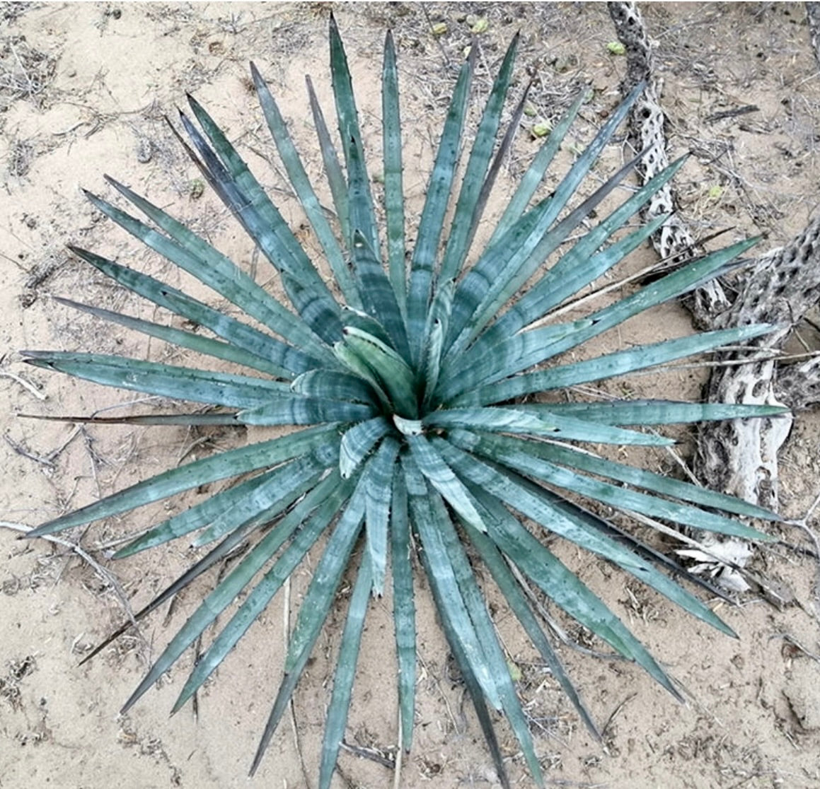 Agave aktites succulent rosette with long narrow blue-green leaves and sharp tips growing in sandy soil