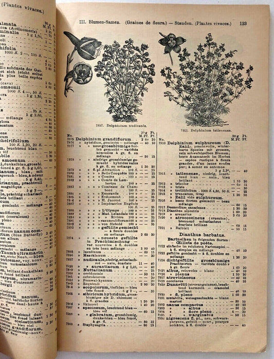 Illustrazione botanica dettagliata di Delphinium nudicaule con fiori raggruppati e fogliame intricatamente disegnato