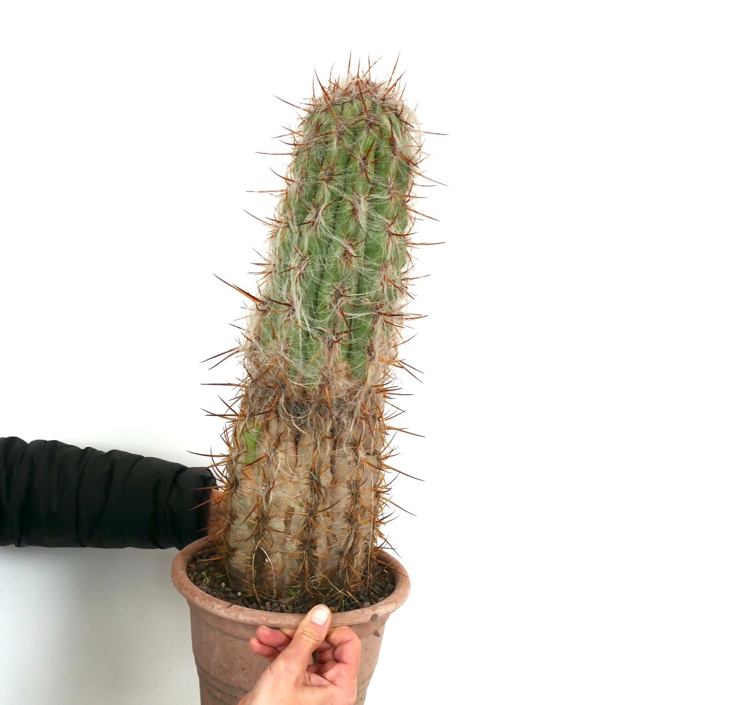 Oreocereus celsianus tall old cactus with dense white wool and long brown spines in pot