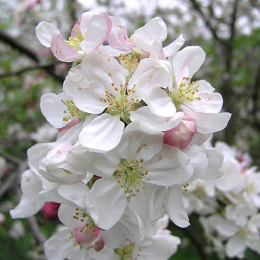Malus hupehensis delicate white and pink spring blossoms with yellow stamens close-up