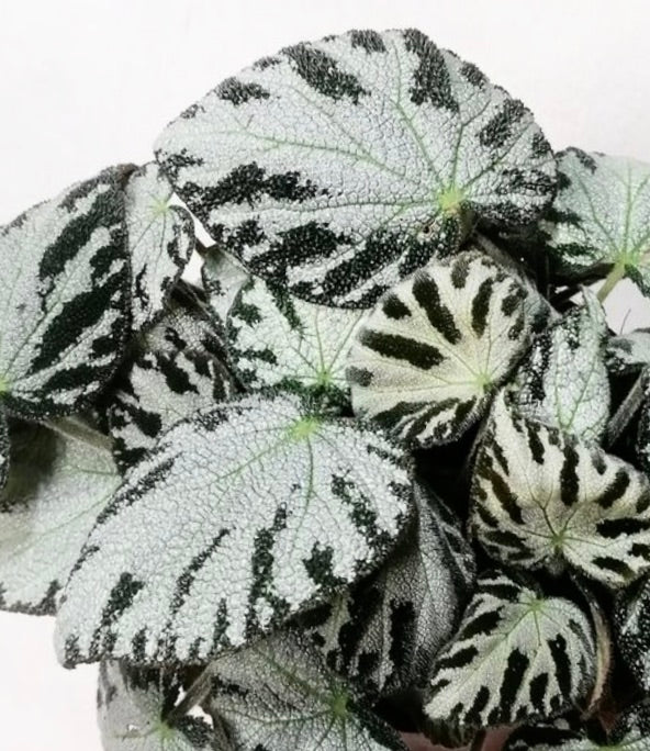 Begonia 'silver Jewell' con foglie variegate testurizzate argento e verde scuro