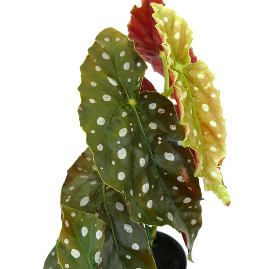Begonia corallina with spotted green and reddish leaves, ruffled edges, and textured surface