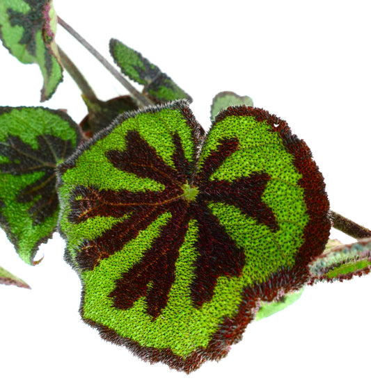 Begonia masoniana textured green leaves with dark brown star-shaped pattern and fuzzy edges