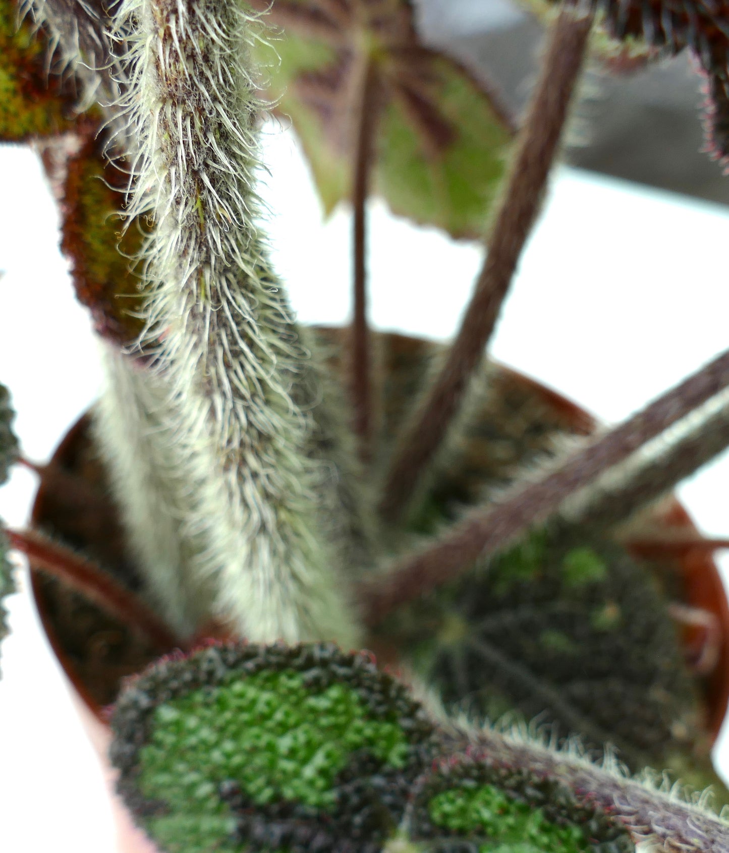 Begonia masoniana with textured green leaves and fuzzy hairy stems in pot