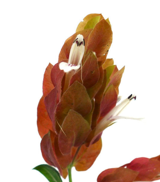 Beloperone guttata tropical plant with reddish bracts and delicate white tubular flowers