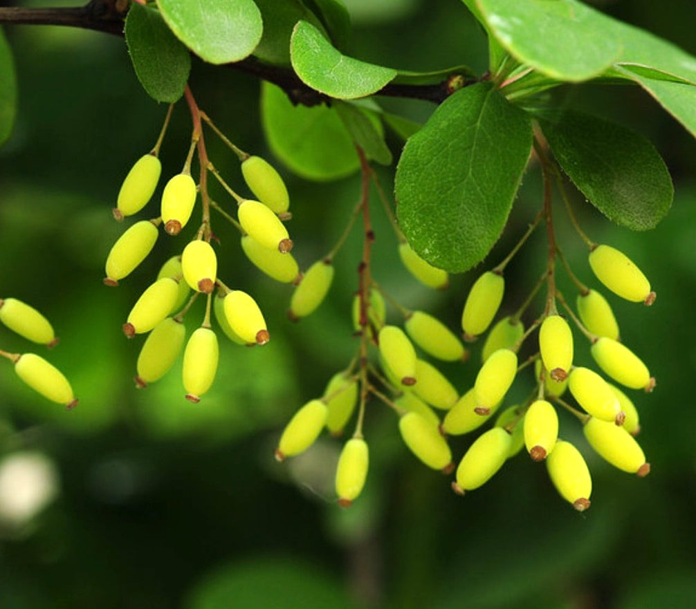 Berberis amurensis bright yellow berries with glossy green leaves on woody branches