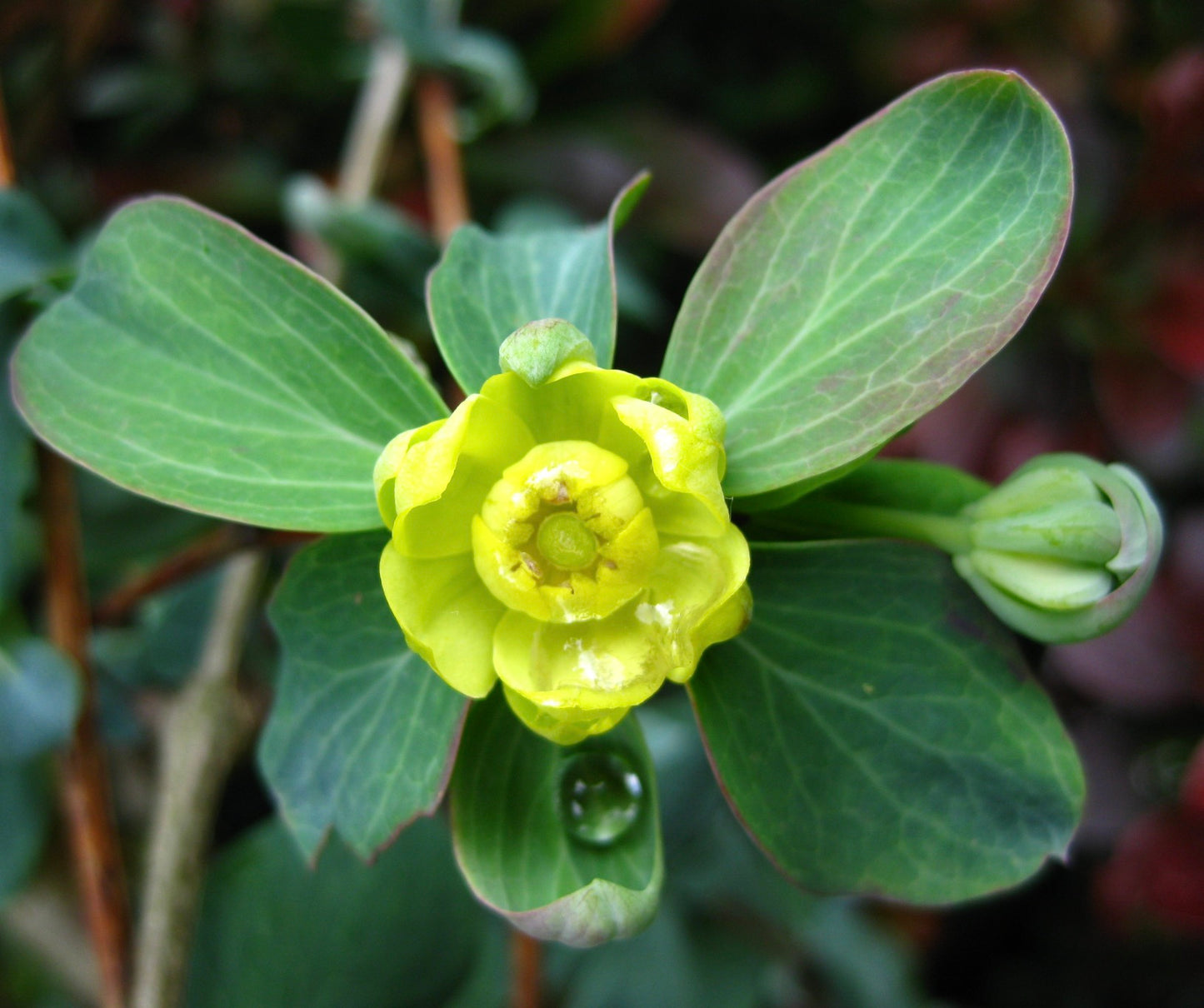 Berberis temolaica hellgelbe Blüte mit ovalen grünen Blättern und Wassertropfen Nahaufnahme